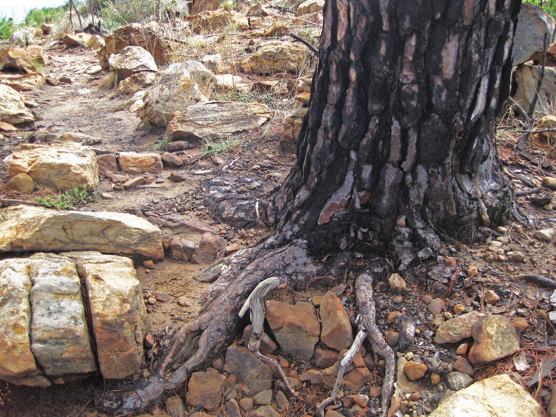 https://www.publicdomainpictures.net/en/view-image.php?image=394079&picture=charred-base-of-pine-tree-fire
