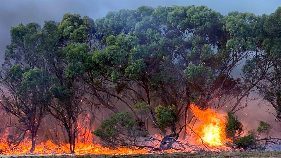 Wikipedia Creative Commons License. 