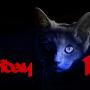 Cat and Friday 13